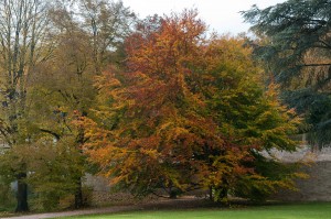 Buntes Laub