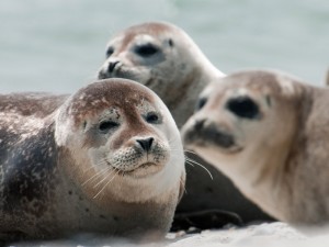 Seehunde