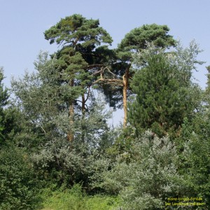 200305204906 - Lennebergwald