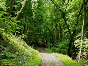 200305293940 - Morgenbachtal bei Trechtingshausen