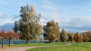 201011050938 - Heidesheim-Heidenfahrt: Rheinufer