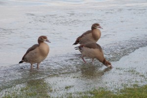 201101141261 - Bingen: Nilgänse am Rhein bei Hochwasser