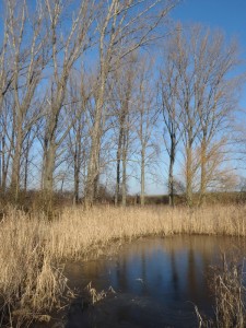 201101290223 - zugefrorener Teich