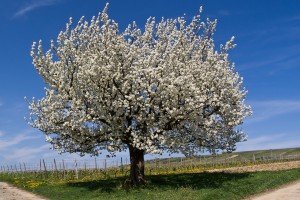 201104091021 - Blühender Kirschbaum