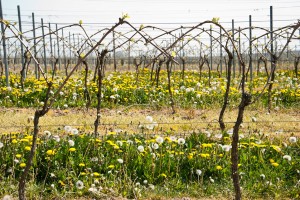 201104225114 - Wingert bei Mommenhein/Rheinhessen