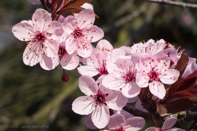 201203253248 - Blutpflaumenblüte