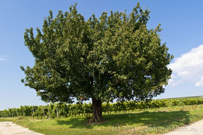201109022179 - Kirschbaum im Sommer