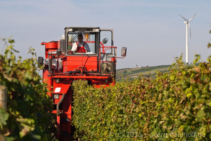 201109160939 - Traubenvollernter bei Mommenheim/Rheinhessen