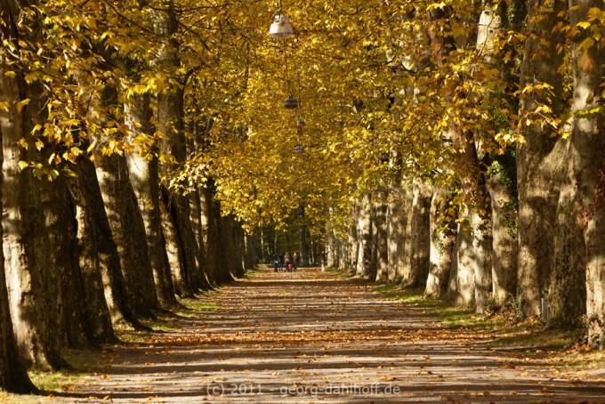 201110296208 - Platanenallee auf der Tübinger Neckarinsel