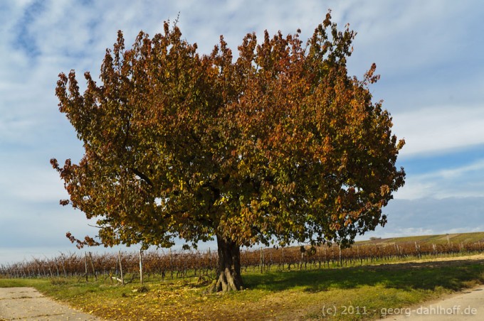201111042987 - Kirschbaum im Herbst
