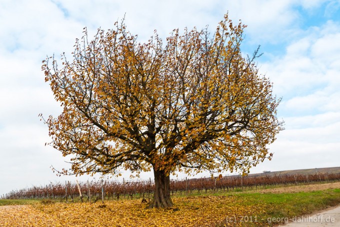 201111113062 - Kirschbaum im Herbst