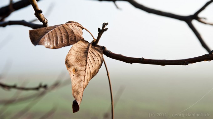 201111193150 - Letzte Blätter