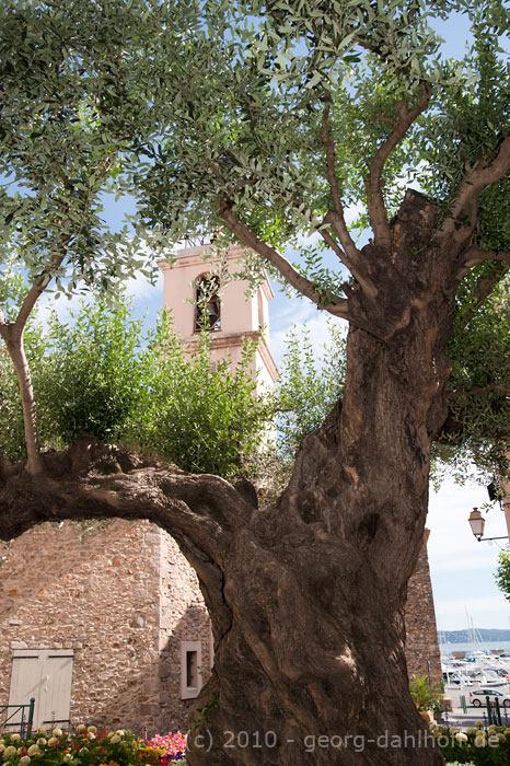 201006218566 - Alter Olivenbaum in Sainte-Maxime