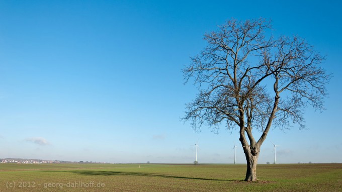 201201156524 - Walnussbaum in der Rheinhessischen Landschaft