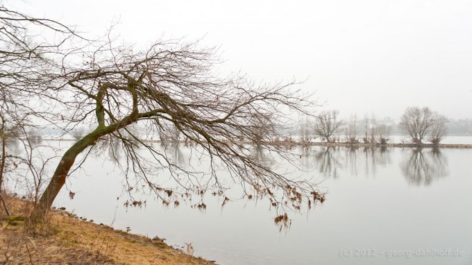 201203043624 - Rheinufer bei Ingelheim