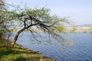 201204153275 - Rheinufer bei Ingelheim