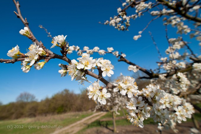 201204014204 - Obstbaumblüte in Rheinhessen