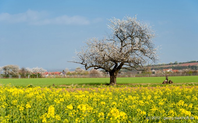 201204064258 - Alter Kirschbaum bei Nackenheim