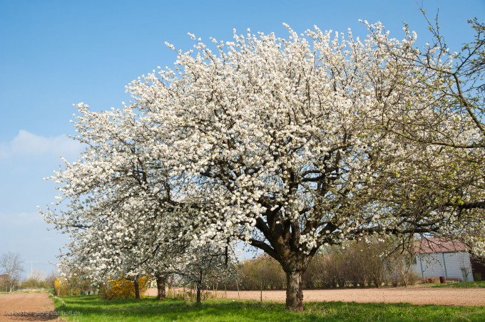 201204064261 - Blühende Kirschbäume bei Lörzweiler