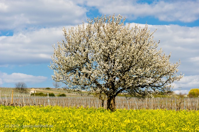 201204084305 - Blühender Kirschbaum