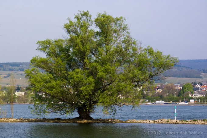 201204153266 - Baum auf einer Rheininsel bei Ingelheim