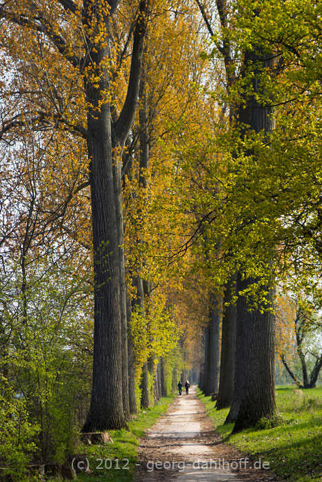 201204153279 - Die 'Pappelallee' entlang des Rheines