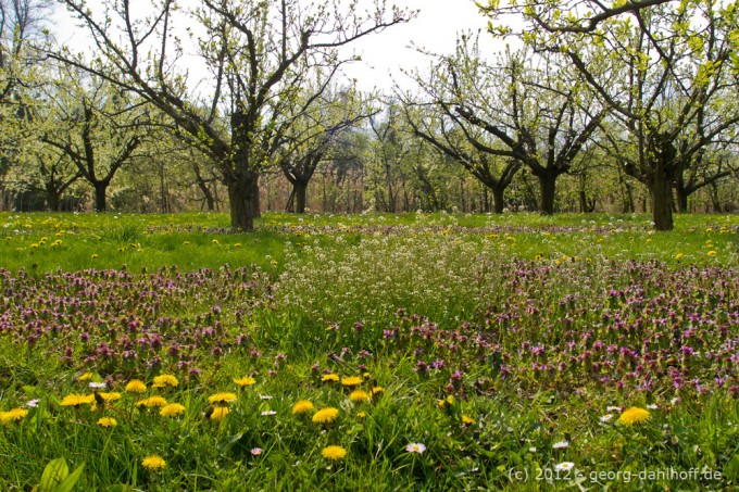 201204153308 - Obstwiese in der Nähe des Ingelheimer Rheinufers