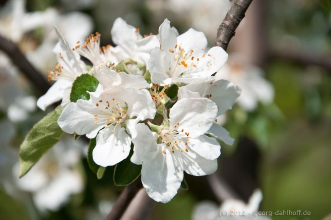 201205016806 - Apfelblüte