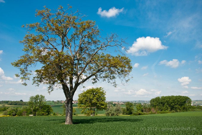 201205176875 - Rheinhessische Landschaft in der Nähe von Mommenheim