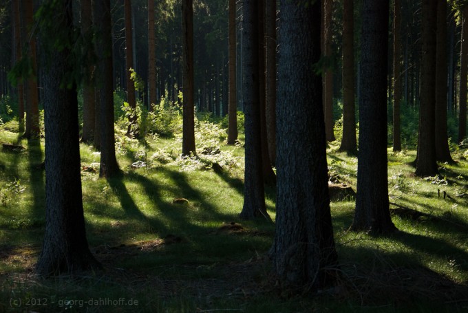 201205247094 - Licht und Schatten im Tannenwald