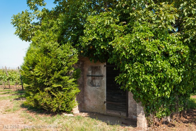201205287194 - Verstecktes Weinbergshäuschen am 'Roten Hang' bei Nierstein