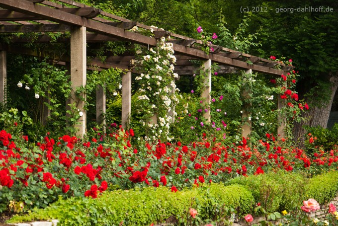201206077213 - Der Mainzer Rosengarten