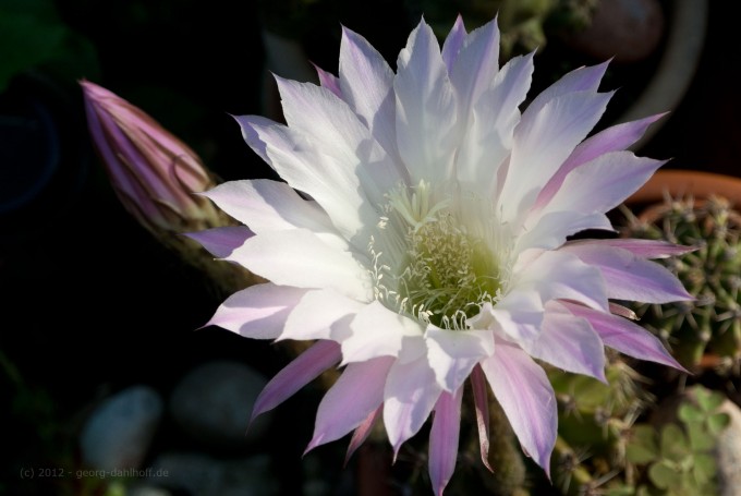 201206213792 - Echinopsis hybride