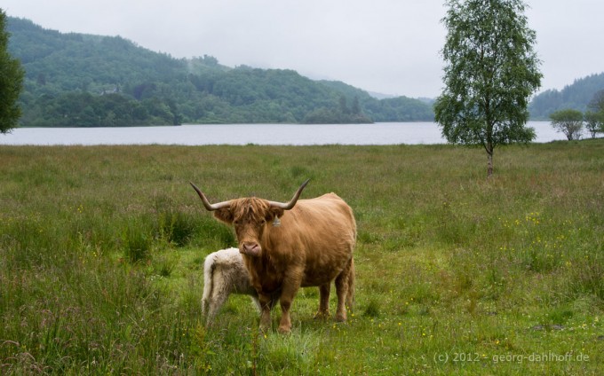 201206273983 - Galloway Rinder am Loch Achray