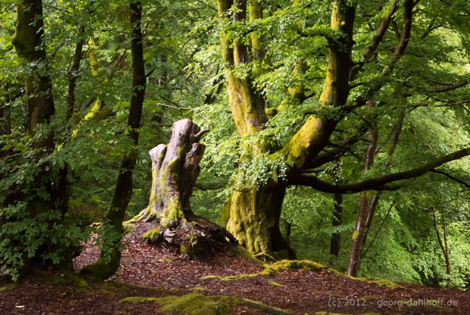 201206273991 - Im Wald bei Callander
