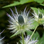 201207024320