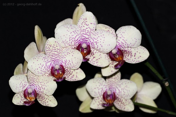 201211018022 - Orchidee